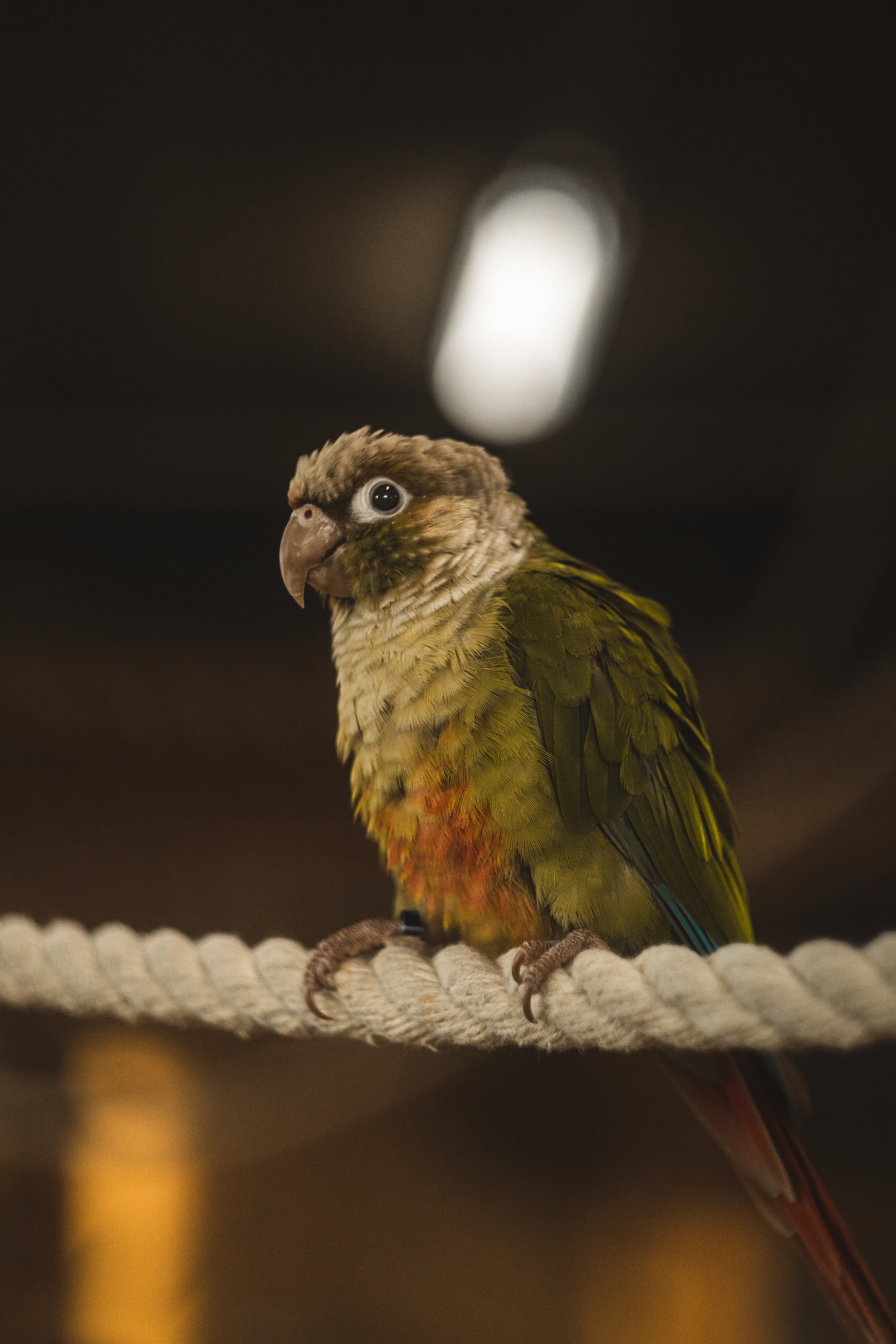 what the parrot doin?